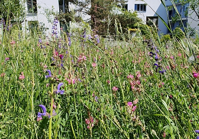 Blumenwiesen in Riehen